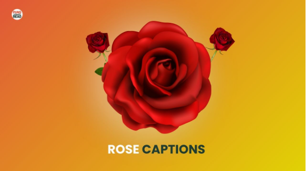 300+ Rose Captions & Quotes for Instagram