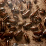 Cockroaches