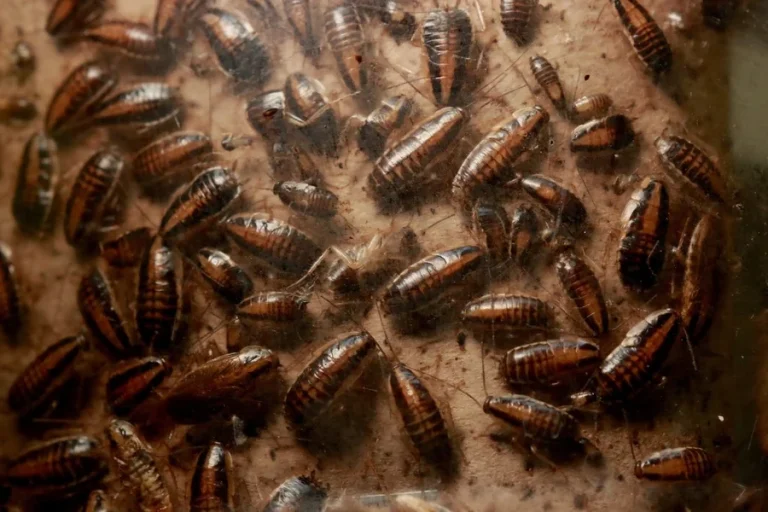 Cockroaches